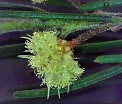 Acacia ptychoclada