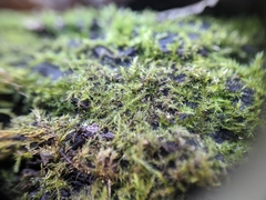 Campylophyllopsis hispidula