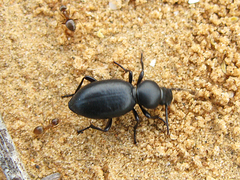 Microdera convexa