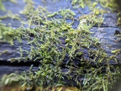 Campylophyllopsis hispidula