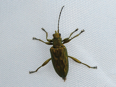 Donacia bicolora