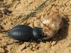 Tentyria nomas
