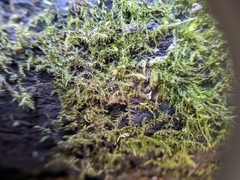 Campylophyllopsis hispidula