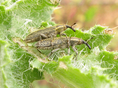 Lixus filiformis