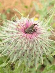Lixus filiformis