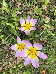 Tulipa saxatilis