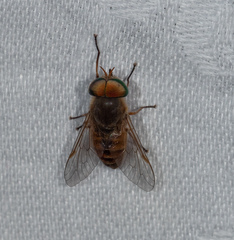 Myioscaptia