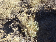 Carlina xeranthemoides