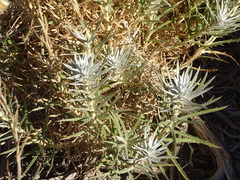 Carlina xeranthemoides