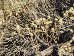 Carlina xeranthemoides