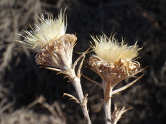 Carlina xeranthemoides