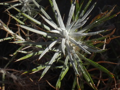 Carlina xeranthemoides