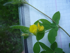 Argyrolobium biebersteinii