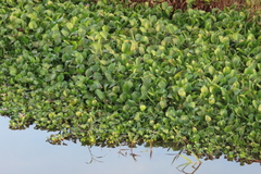 Pontederia crassipes