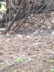 Zonotrichia leucophrys