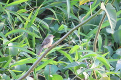 Prinia inornata