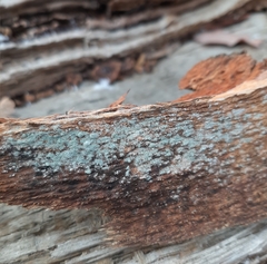 Penicillium