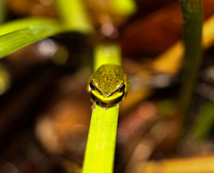 Ranoidea pearsoniana