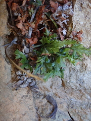Asplenium aethiopicum