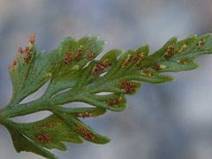 Asplenium aethiopicum