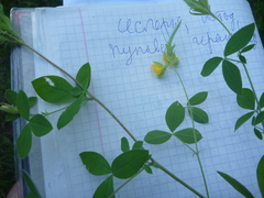 Argyrolobium biebersteinii