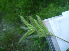 Argyrolobium biebersteinii