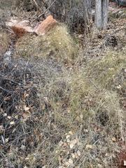 Muhlenbergia porteri