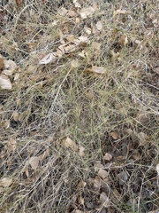 Muhlenbergia porteri