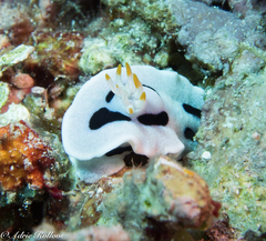 Chromodoris alcalai