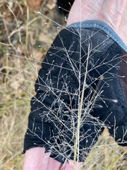 Muhlenbergia porteri