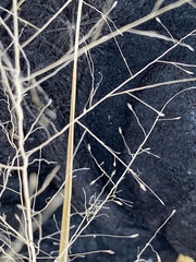 Muhlenbergia porteri