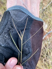 Muhlenbergia porteri