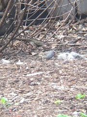 Zonotrichia leucophrys