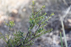 Styphelia biflora