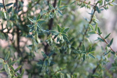 Styphelia biflora