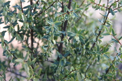 Styphelia biflora