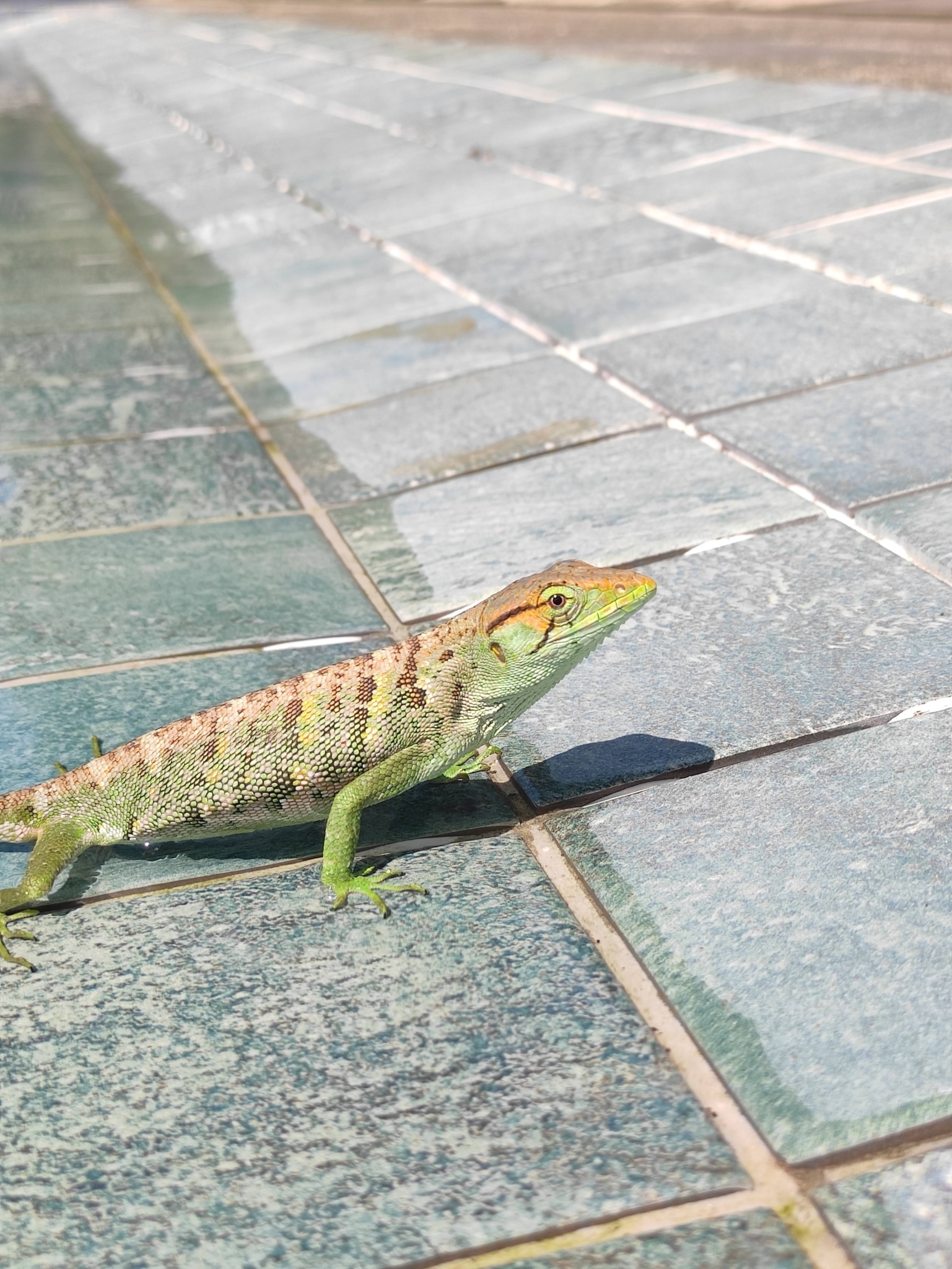 bicho-preguiça, calango-cego, calango-verde, camaleão, catatau, common monkey lizard, falso-camaleão, grünliche färberechse, lagarto-preguiça, many-colored bush anole, marmorierter buntleguan, papa-vento, papa-vento-verde