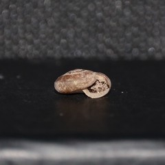 Aegopinella nitidula