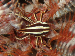 Allogalathea elegans