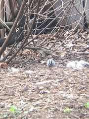 Zonotrichia leucophrys