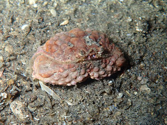 Calappa gallus