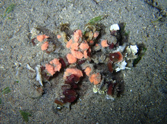 Camposcia retusa