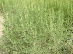 Ambrosia tenuifolia