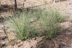 Xanthorrhoea johnsonii
