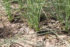 Xanthorrhoea johnsonii
