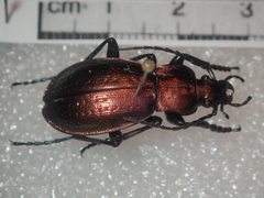 Carabus obsoletus