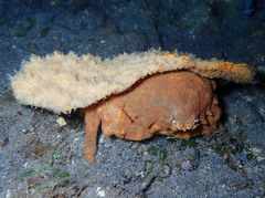 Lauridromia dehaani