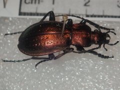 Carabus obsoletus