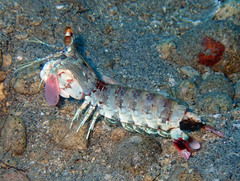 Odontodactylus latirostris