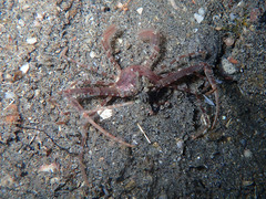 Lupocyclus philippinensis